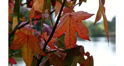 Hampshire's Ode to Autumn